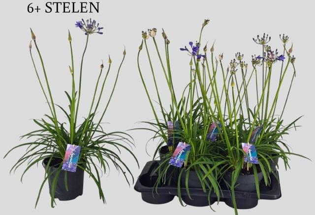 <h4>AGAPA BRILLIANT BLUE</h4>