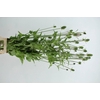 DIPSACUS XL