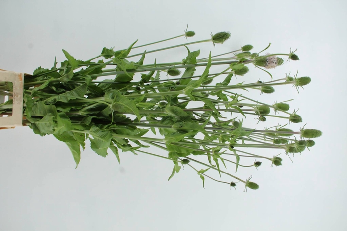 DIPSACUS XL