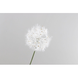 Dandelion Cream LV330112CRM