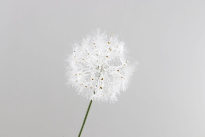<h4>Dandelion Cream LV330112CRM</h4>