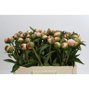 Paeonia Alertie