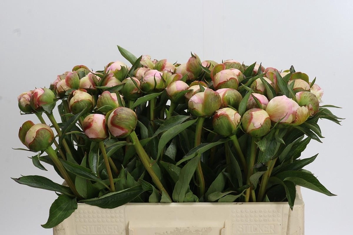 <h4>Paeonia Alertie</h4>