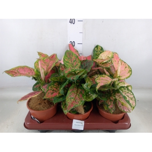 Aglaonema   ...