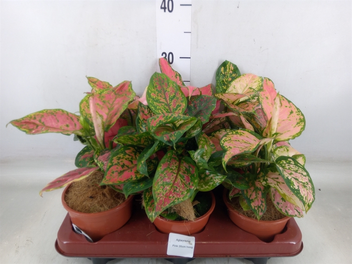 <h4>Aglaonema   ...</h4>