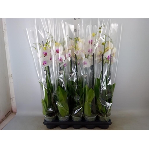 Phalaenopsis 'Red Lips'