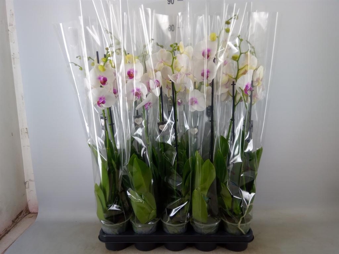 <h4>Phalaenopsis  'Red Lips'</h4>