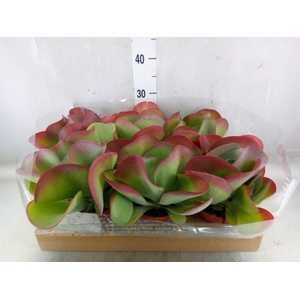Kalanchoe NF thyrsiflora