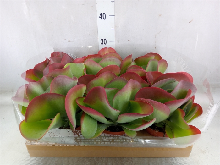 <h4>Kalanchoe NF thyrsiflora</h4>