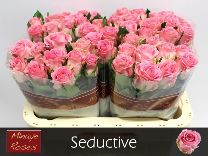 <h4>R GR SEDUCTIVE@</h4>