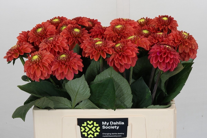 <h4>Dahlia Orange Fox</h4>