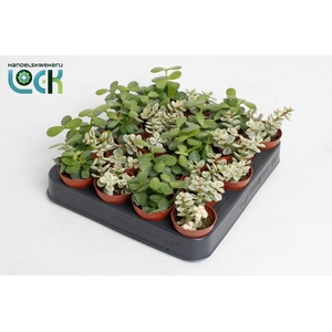 Portulacaria Afra mix