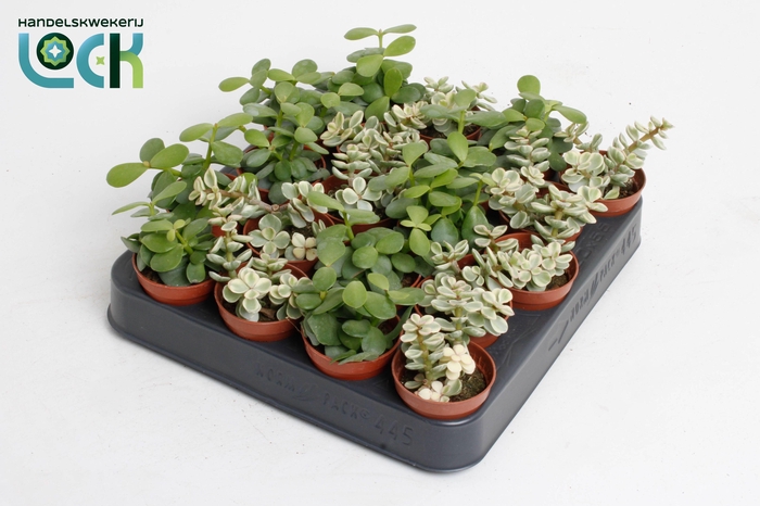 <h4>Portulacaria Afra mix</h4>