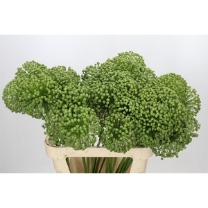 Allium Zaadbollen
