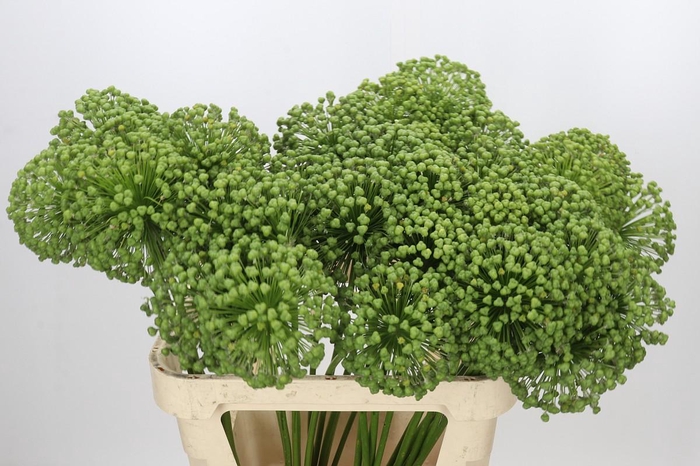 <h4>Allium Zaadbollen</h4>