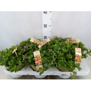 Portulaca   ...mix in pot
