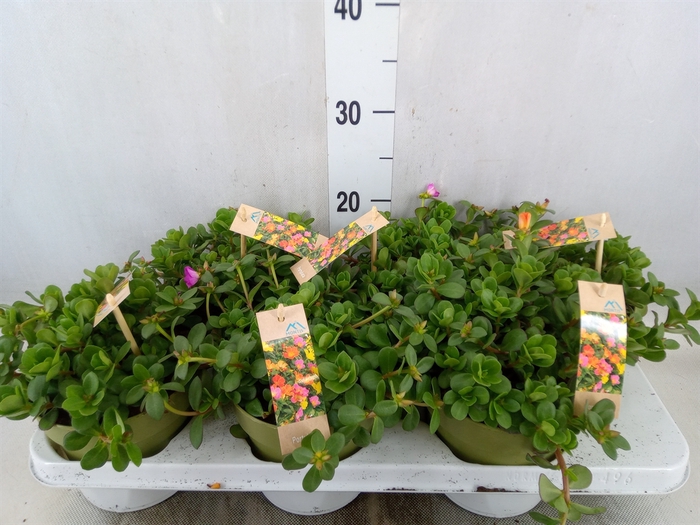 <h4>Portulaca   ...mix in pot</h4>