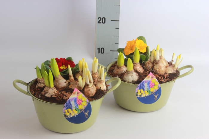 <h4>ARR BOL KNOLGEWAS</h4>