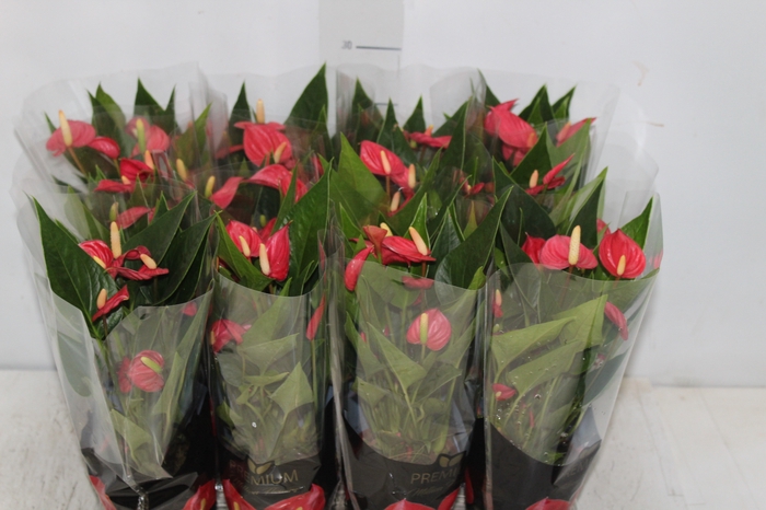 <h4>ANTHURIUM MINI MILLION FLOWERS P09</h4>