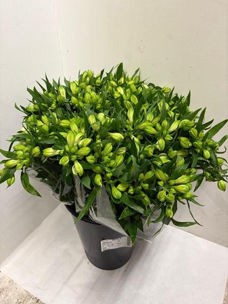 <h4>ALSTR ANNABELLE</h4>