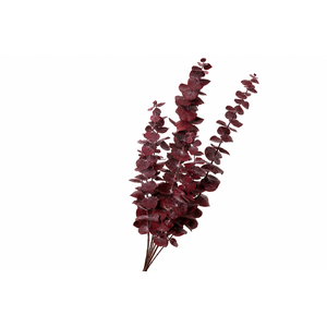 Dried Bleached Eucalyptus Cinerea Dark Red