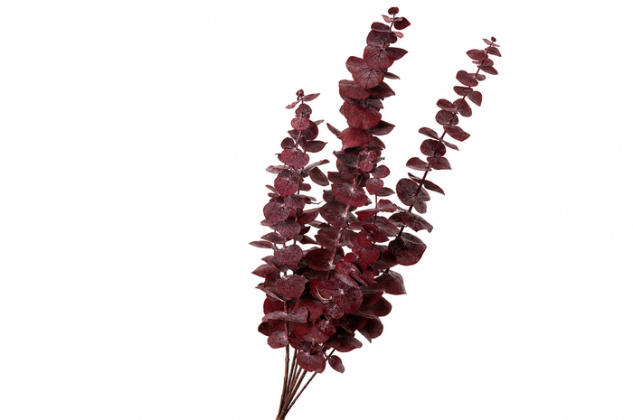<h4>Dried Bleached Eucalyptus Cinerea Dark Red</h4>