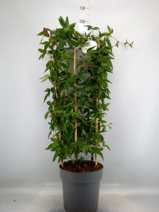 <h4>Passiflora caerul.</h4>