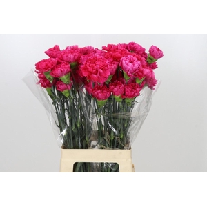 Dianthus St Bizet