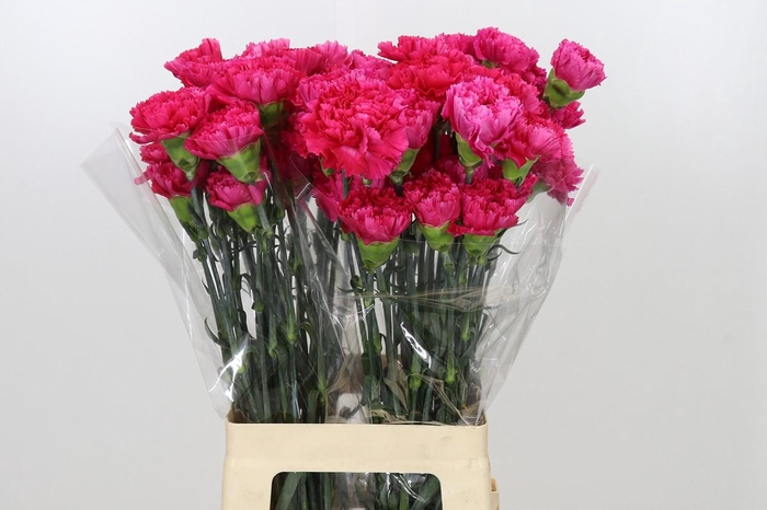 <h4>Dianthus St Bizet</h4>