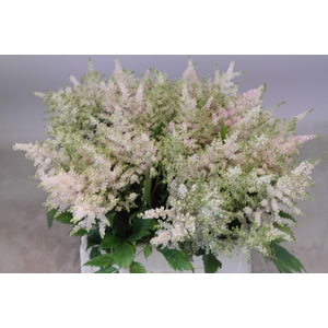 Astilbe Europa