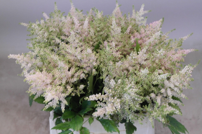 <h4>Astilbe Europa</h4>