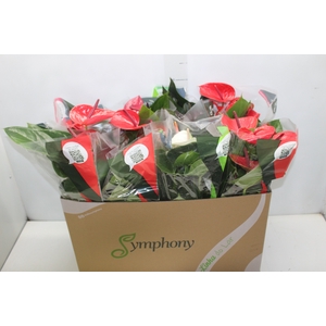 ANTHURIUM VARIADO P15