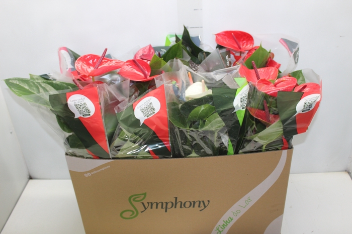 <h4>ANTHURIUM VARIADO P15</h4>
