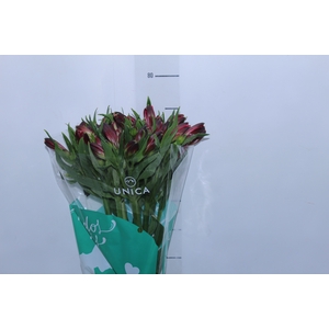 ALSTROEMERIA MARIAN 080 CM VERMELHO