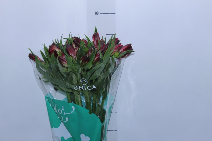 <h4>ALSTROEMERIA MARIAN 080 CM VERMELHO</h4>