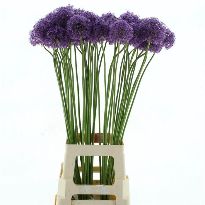 <h4>Allium Pink Lady</h4>