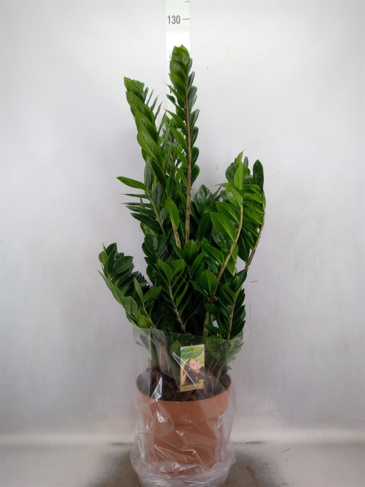 Zamioculcas zamiifolia