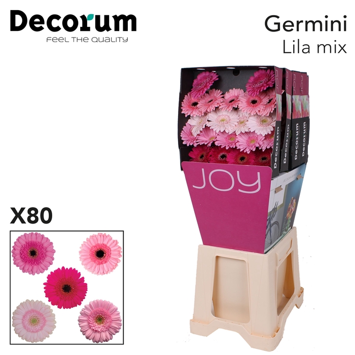 Germini Mix Lila Diamond