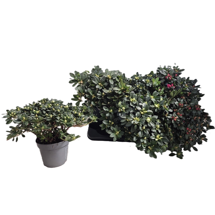 <h4>RHODO SI GEM</h4>