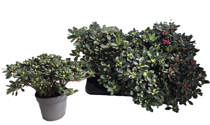 <h4>RHODO SI GEM</h4>