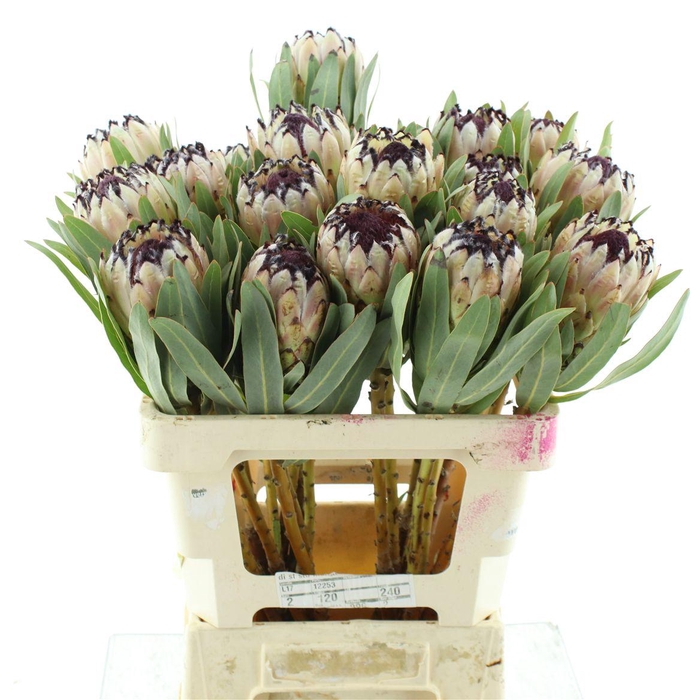 <h4>Protea Mag Niobe</h4>