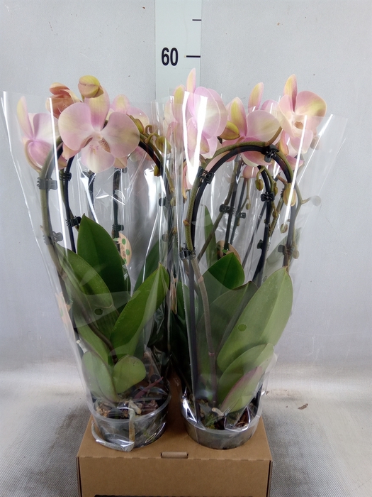 <h4>Phalaenopsis  'Elegant Cascade'</h4>