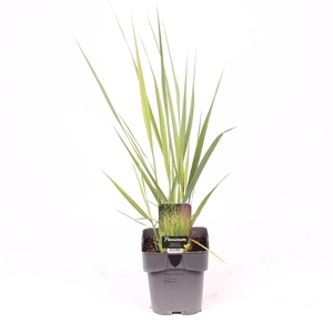 Panicum virgatum 'Northwind'