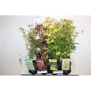 Acer Palmatum