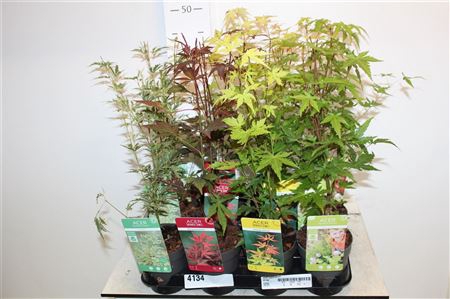 <h4>Acer Palmatum</h4>