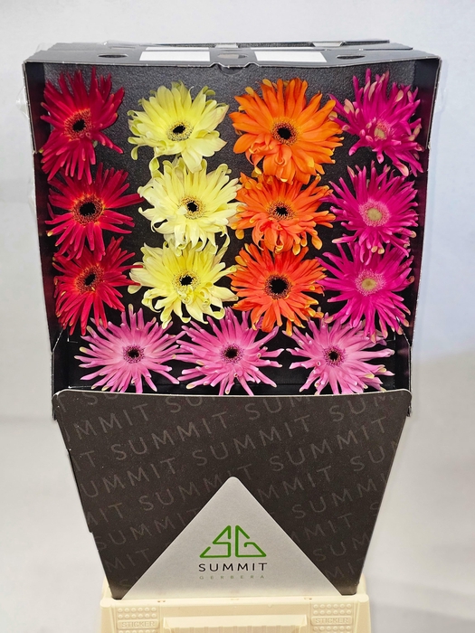 <h4>Gerbera Pastini Mix Pastini Diamond</h4>