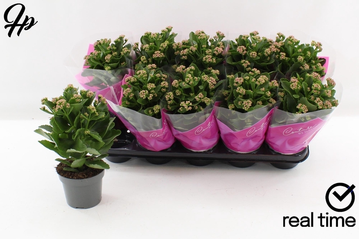 <h4>KAL GE AMETHYST</h4>