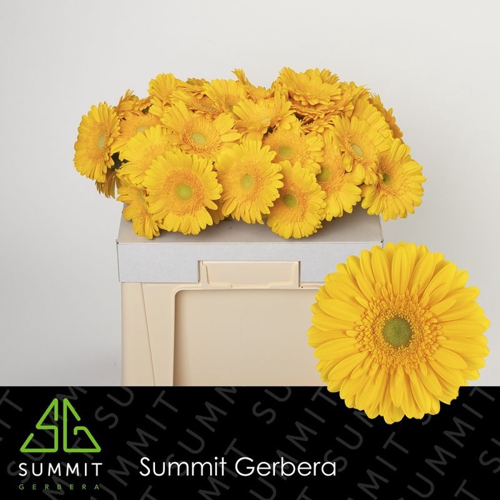 <h4>Gerbera Submarine Water</h4>