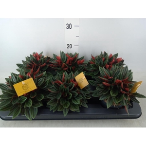 Peperomia caperata 'Rosso'