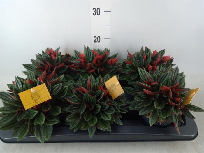 <h4>Peperomia caperata 'Rosso'</h4>